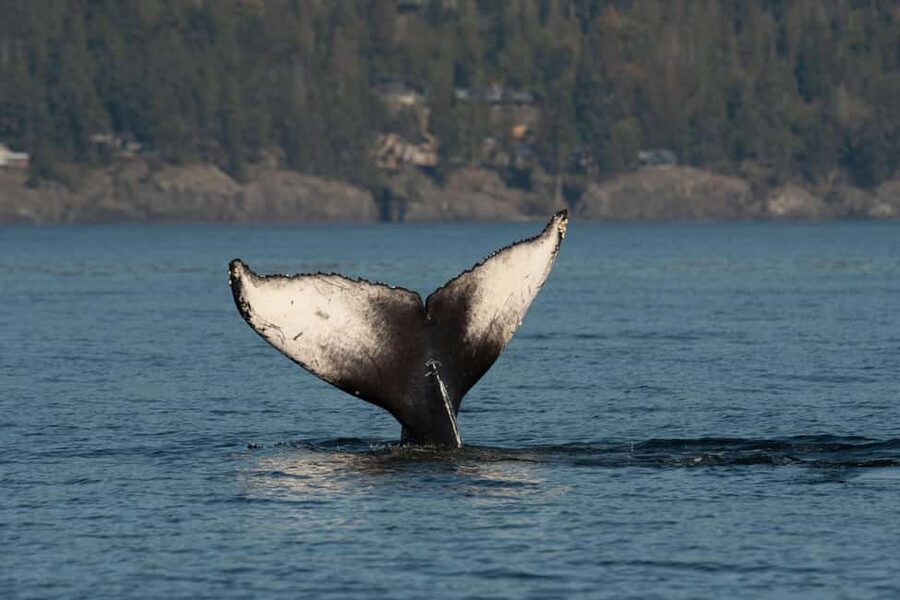 Vancouver: Zodiac Whale Watching Tour from Granville Island - Wildlife rules and your conservation impact