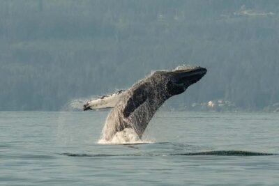 Vancouver: Zodiac Whale Watching Tour from Granville Island - Granville Island check-in: what happens before you hit the water