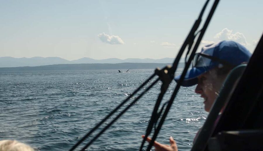 Vancouver: Zodiac Whale Watching Tour from Granville Island - The whale-sighting guarantee: how the tour handles uncertainty