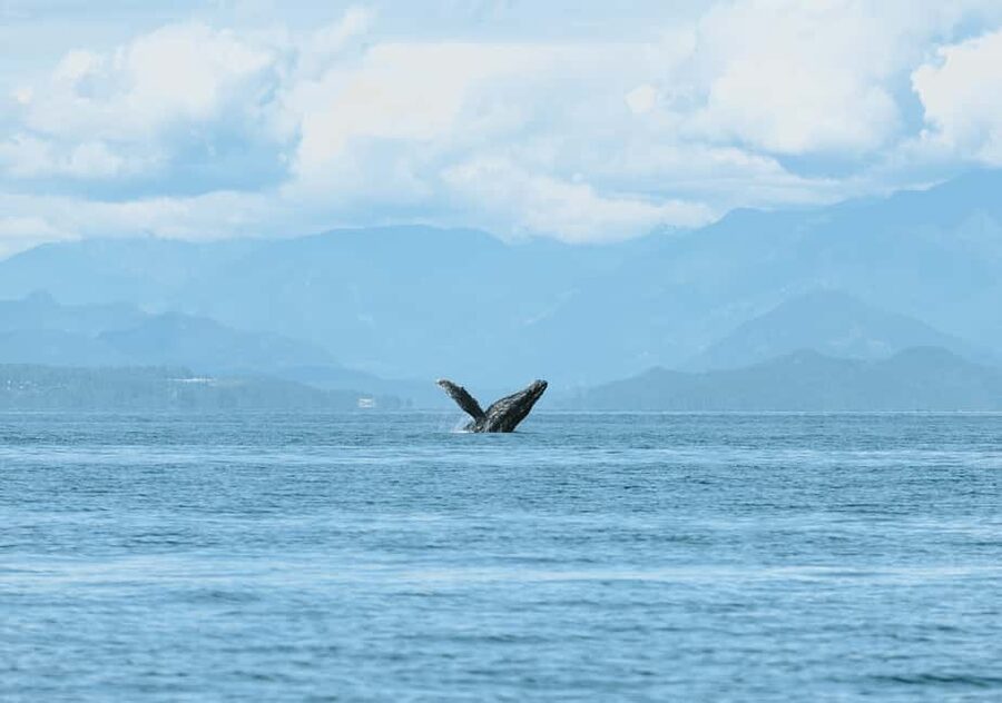 Vancouver: Zodiac Whale Watching Tour from Granville Island - Price and value: what $179 buys you (and what it doesn’t)