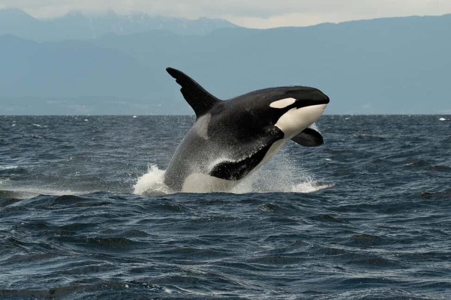 Vancouver: Zodiac Whale Watching Tour from Granville Island - Who this tour is best for (and who should choose something else)