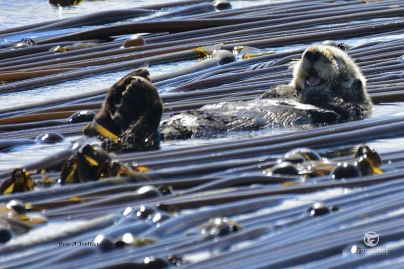 Victoria: 3-Hour Whale Watching Tour - Key highlights worth your attention