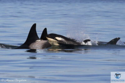 Victoria: 3-Hour Whale Watching Tour - Marauder IV setup: 360° decks and a heated cabin that saves you