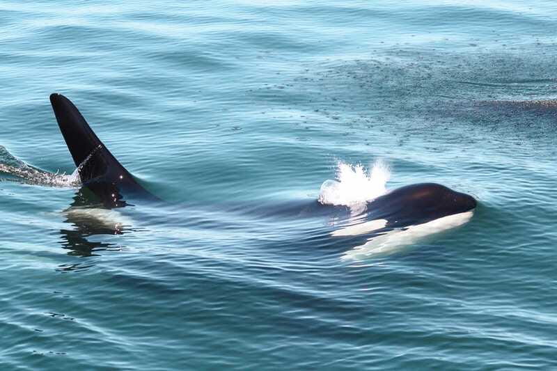 Victoria: 3-Hour Whale Watching Tour - Orca and humpback spotting: what the crew actually hunts for