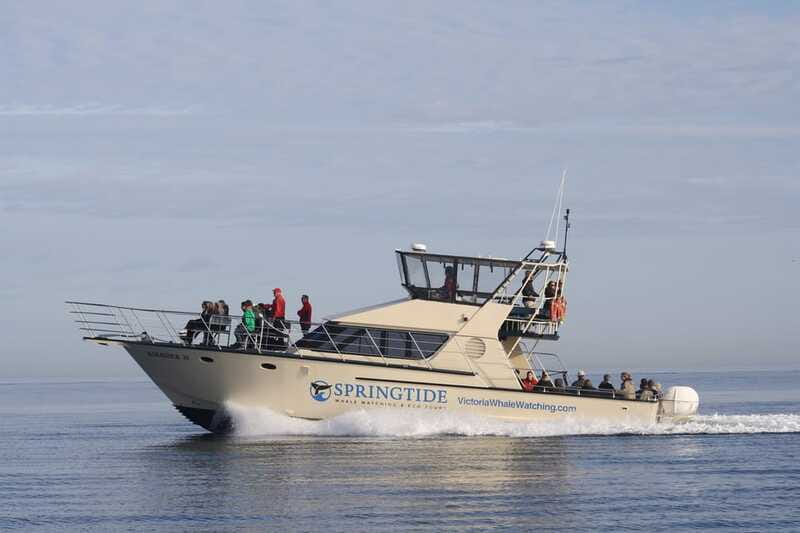 Victoria: 3-Hour Whale Watching Tour - What’s included that reduces stress (not just nice-to-haves)