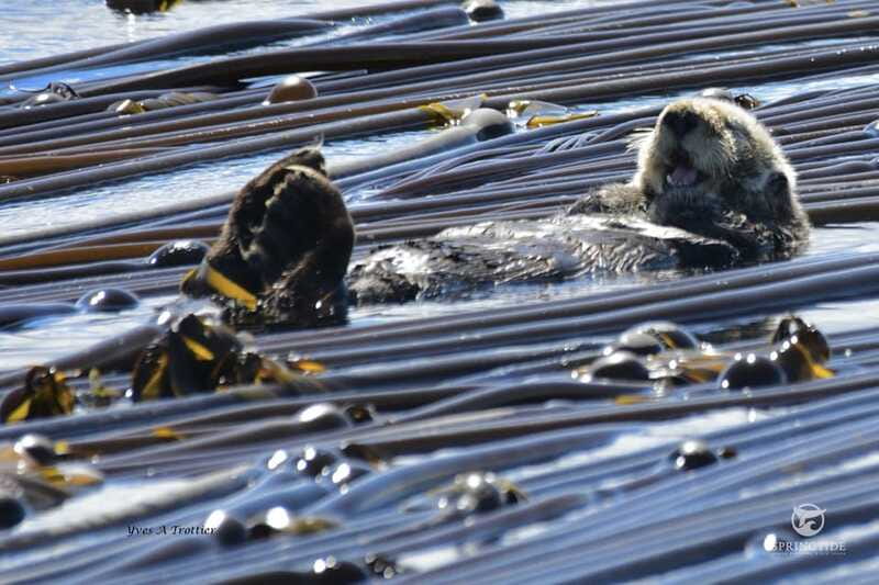 Victoria: 3-Hour Whale Watching Tour - Getting there: check in at 1119 Wharf Street, not a dock