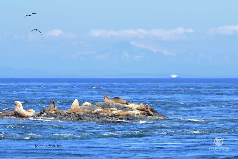 Victoria: 3-Hour Whale Watching Tour - Group vibe and ride feel: smooth enough for most, active enough for whale fans
