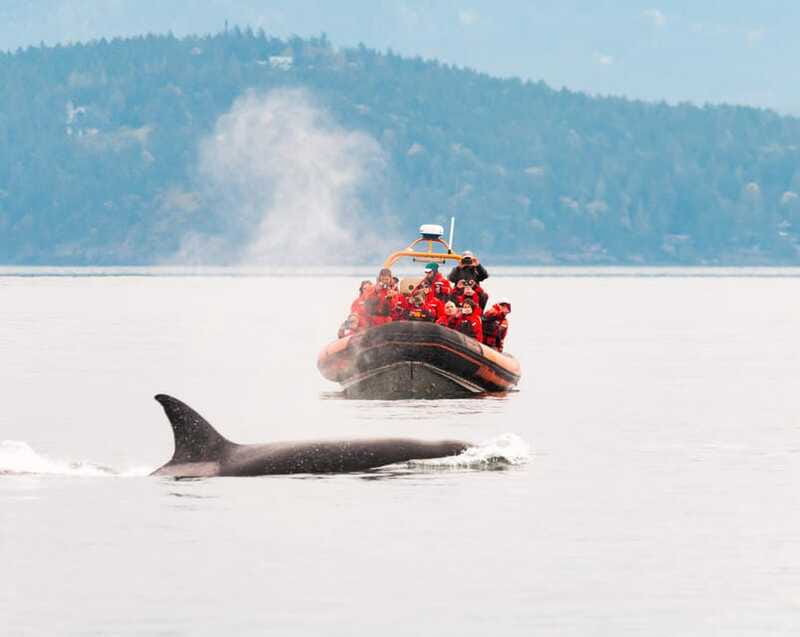 Victoria: 3-Hour Zodiac Whale-Watching Tour - My practical packing and day-planning advice