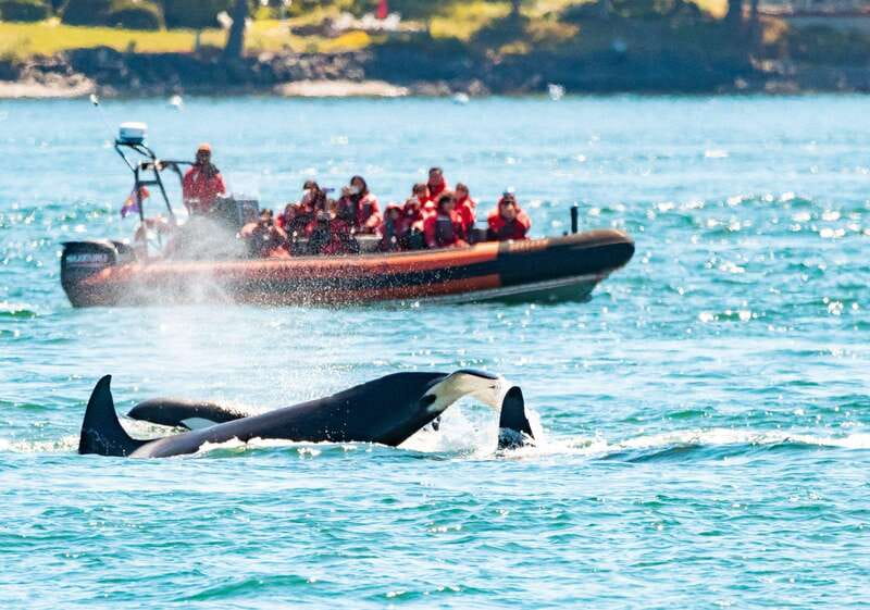 Victoria: 3-Hour Zodiac Whale-Watching Tour - From 950 Wharf St to the Salish Sea: how the tour really starts