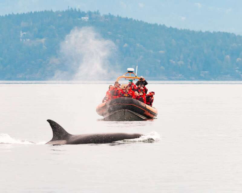 Victoria: 3-Hour Zodiac Whale-Watching Tour - Wildlife spotting in one 3-hour window: what you can realistically expect