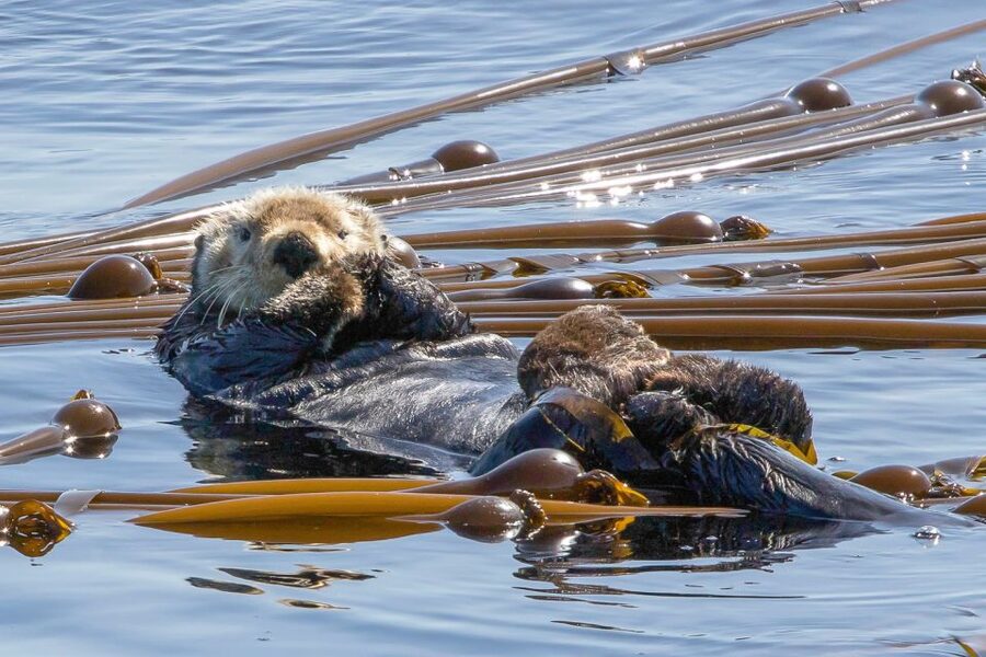 Victoria: 3-Hour Zodiac Whale-Watching Tour - How the hour-by-hour rhythm feels once you’re underway