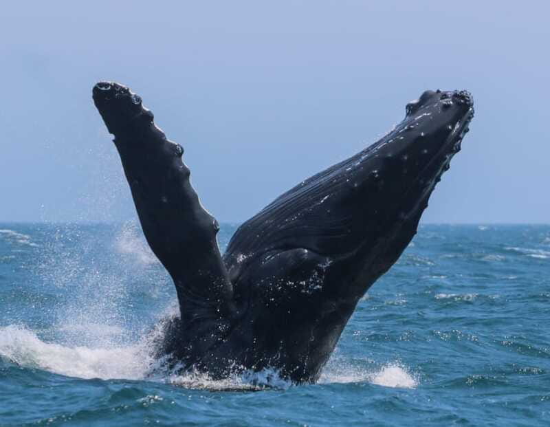 Victoria: 3-Hour Zodiac Whale-Watching Tour - Orca Spirit vs. your expectations: the speedboat factor