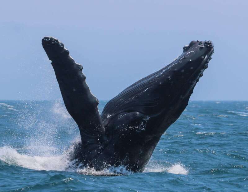 Victoria: 3-Hour Zodiac Whale-Watching Tour - The open zodiac ride: comfort with real-world ocean weather