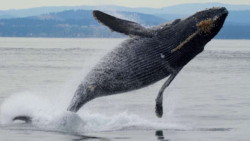 Victoria, BC: 3-Hour Ultimate Whale & Marine Wildlife Tour - Key points to know before you go