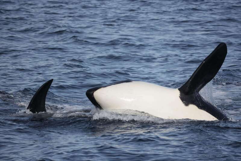 Victoria, BC: 3-Hour Ultimate Whale & Marine Wildlife Tour - My booking advice: should you reserve this whale and marine wildlife tour?