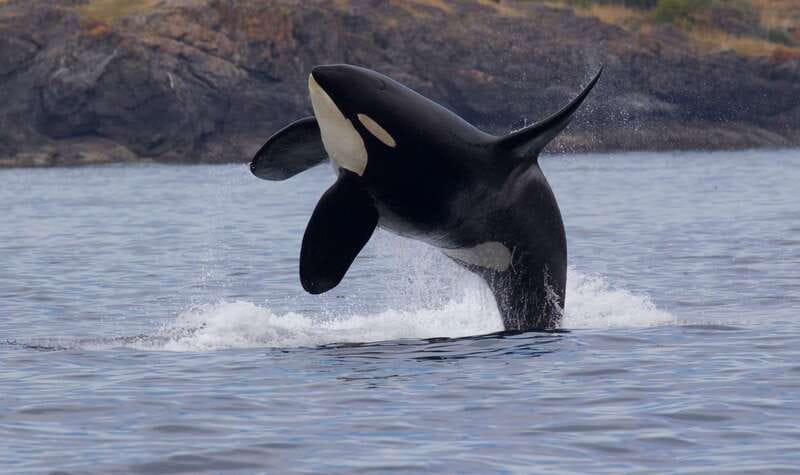 Victoria, BC: 3-Hour Ultimate Whale & Marine Wildlife Tour - Why this Victoria whale-watching tour is built for real viewing