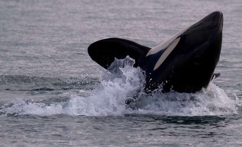 Victoria, BC: 3-Hour Ultimate Whale & Marine Wildlife Tour - The 3-hour Salish Sea search: orcas, humpbacks, and the bigger wildlife picture
