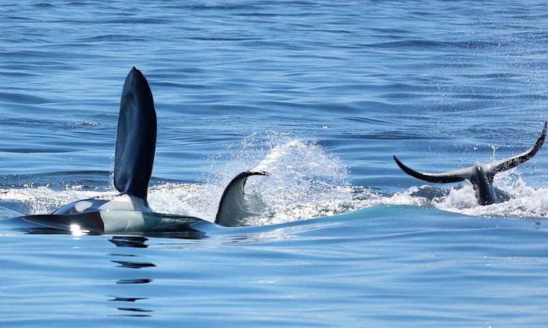 Victoria, BC: 3-Hour Ultimate Whale & Marine Wildlife Tour - What the heated cabin and jackets actually change for you