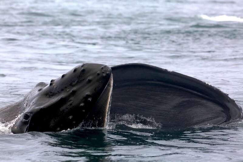 Victoria, BC: 3-Hour Ultimate Whale & Marine Wildlife Tour - What about the restroom and onboard comfort?