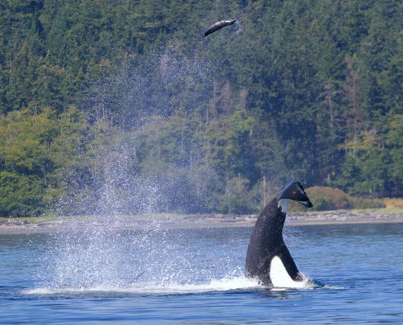 Victoria, BC: 3-Hour Ultimate Whale & Marine Wildlife Tour - Finish back at the wharf: what ending the cruise feels like