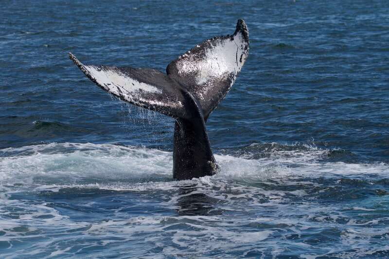Victoria, BC: 3-Hour Ultimate Whale & Marine Wildlife Tour - Price and value: is $125 for a 3-hour cruise worth it?