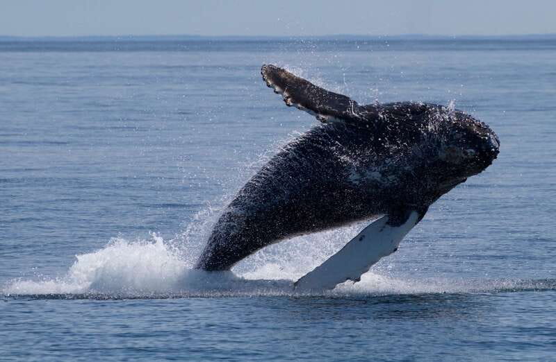 Victoria, BC: 3-Hour Ultimate Whale & Marine Wildlife Tour - Starting at the Fairmont Empress area: easy to find, right in the action