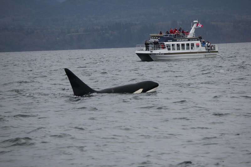 Victoria BC: 3-Hour Whale Watching Expedition - Quick hits for your Victoria whale watch