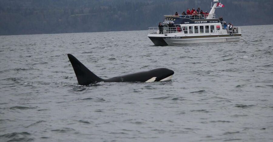 Victoria BC: 3-Hour Whale Watching Expedition - Should you book Five Star Charters for Victoria whale watching?