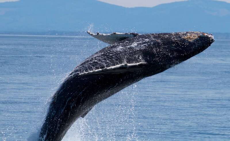 Victoria BC: 3-Hour Whale Watching Expedition - The Salish Sea stars: humpbacks, orcas, minke, and gray whales