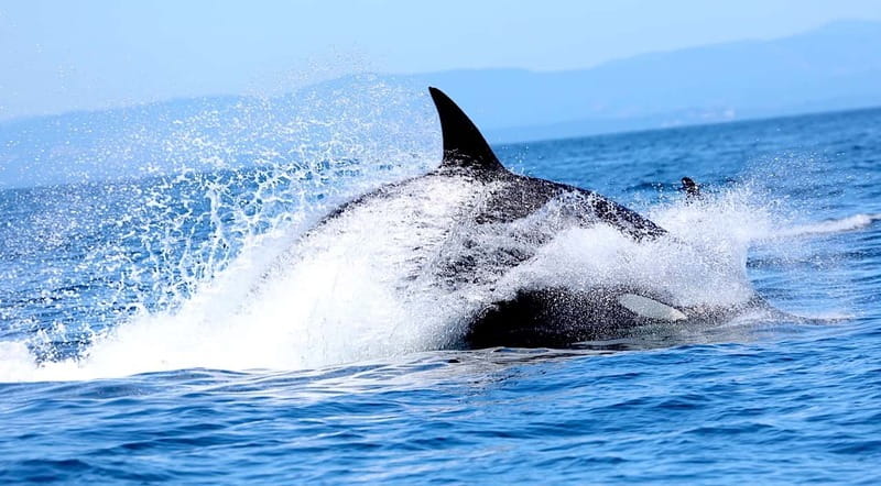 Victoria BC: 3-Hour Whale Watching Expedition - Don’t ignore the extras: seals, sea lions, otters, and seabirds