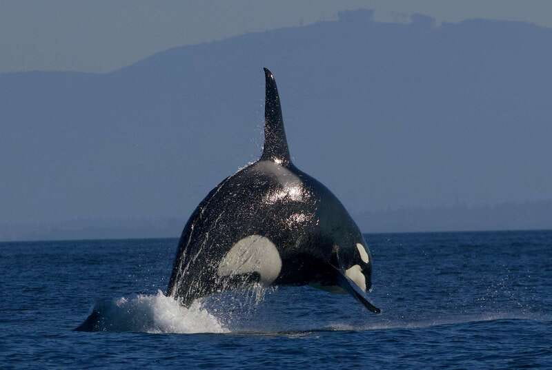 Victoria BC: 3-Hour Whale Watching Expedition - A realistic 3-hour timeline: search, spot, and watch