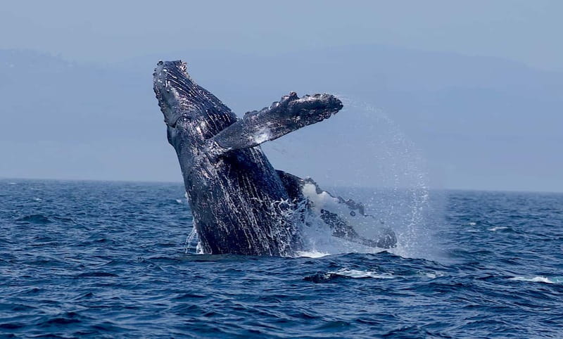 Victoria BC: 3-Hour Whale Watching Expedition - Price and value: is $130 fair for a 3-hour whale watch?