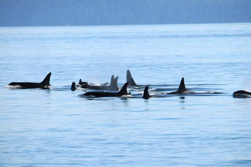 Victoria: Covered Whale Watching Adventure with Free Photos - Key things I’d focus on before you go