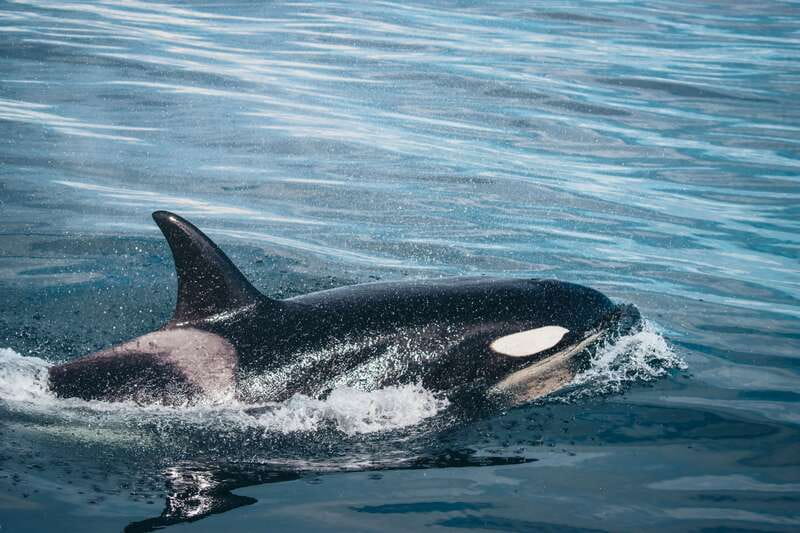 Victoria: Covered Whale Watching Adventure with Free Photos - A Victoria whale watching cruise that’s built for the moment