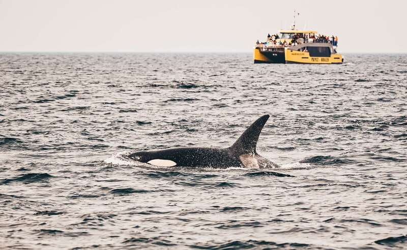 Victoria: Covered Whale Watching Adventure with Free Photos - Where the cruise goes: Haro Strait and the Strait of Juan de Fuca