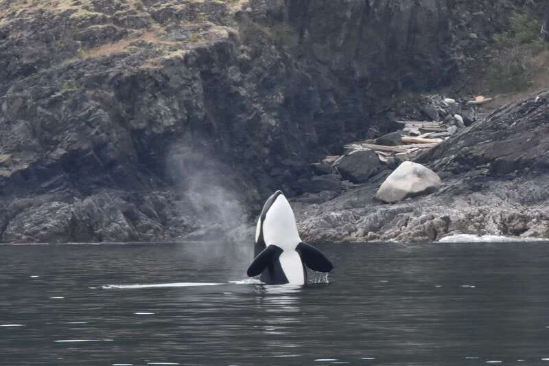 Victoria: Covered Whale Watching Adventure with Free Photos - Price and value: is $149 per person a fair deal?