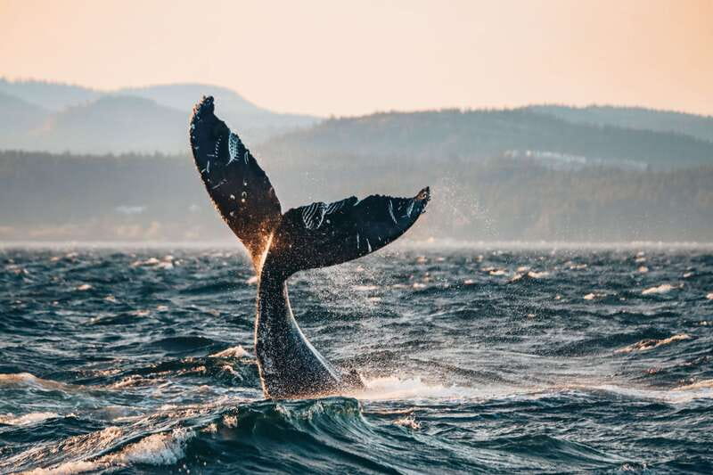 Victoria: Covered Whale Watching Adventure with Free Photos - Your onboard comfort: heated cabin, sundecks, and hot drinks