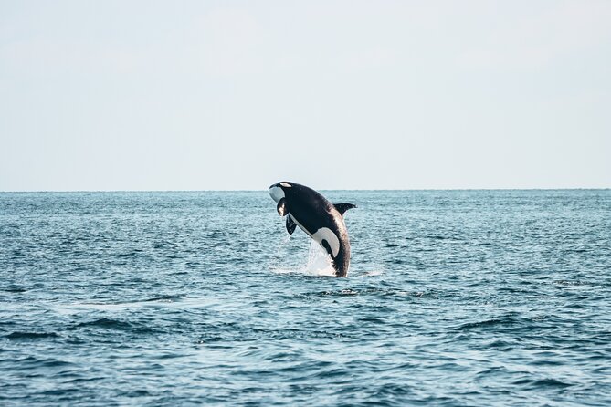 Victoria Half-Day Whale Watching Adventure with Free Photos - Key Highlights You’ll Actually Care About