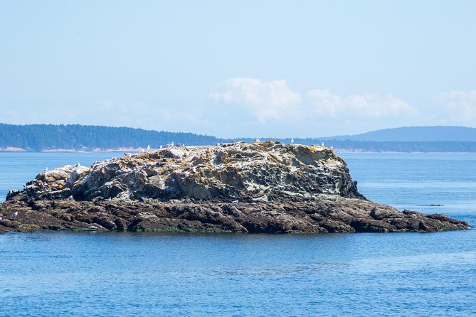 Victoria Half-Day Whale Watching Adventure with Free Photos - Where This Victoria Whale Watching Tour Starts (And What You’ll See On the Way Out)