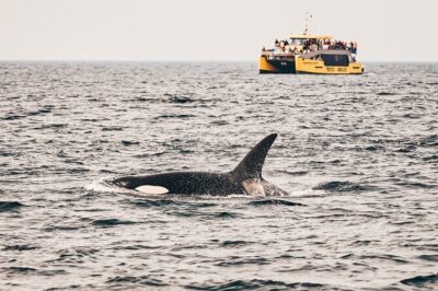 Victoria Half-Day Whale Watching Adventure with Free Photos - The Catamaran Comfort: Heated Inside, Open Deck Outside