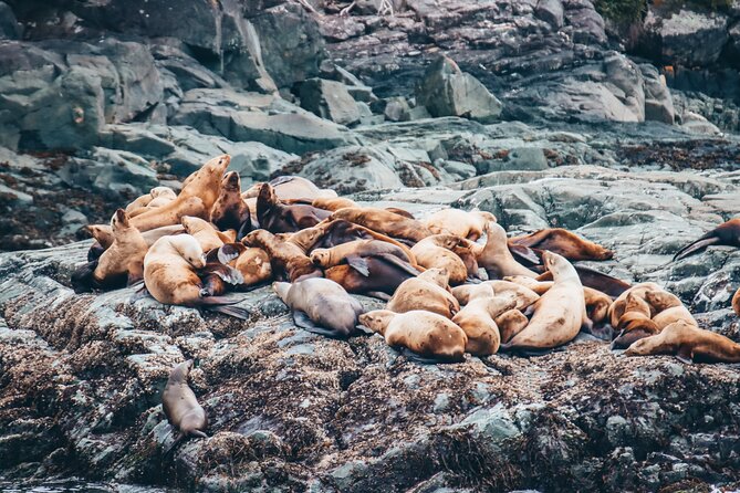 Victoria Half-Day Whale Watching Adventure with Free Photos - Free Photo Package: The Best Kind of Souvenir