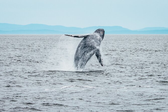 Victoria Half-Day Whale Watching Adventure with Free Photos - Price and Value: What $154.08 Gets You (And Where It Pays Off)