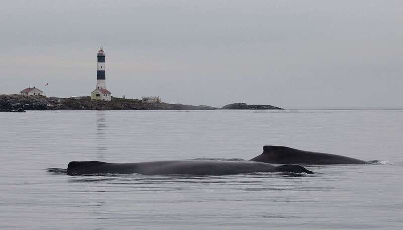Victoria: Morning Whale-Watching Tour in Scarab Boat - Key highlights to look for