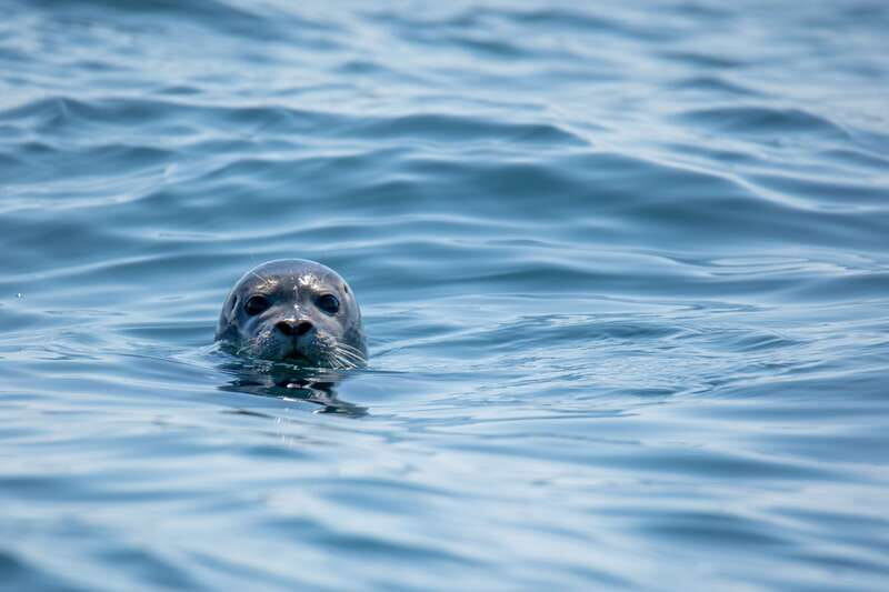 Victoria: Morning Whale-Watching Tour in Scarab Boat - A Scarab Boat Means Better Watching From Victoria’s Coast