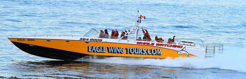Victoria: Morning Whale-Watching Tour in Scarab Boat - The Naturalist Guide: Why the Stops Feel Smarter