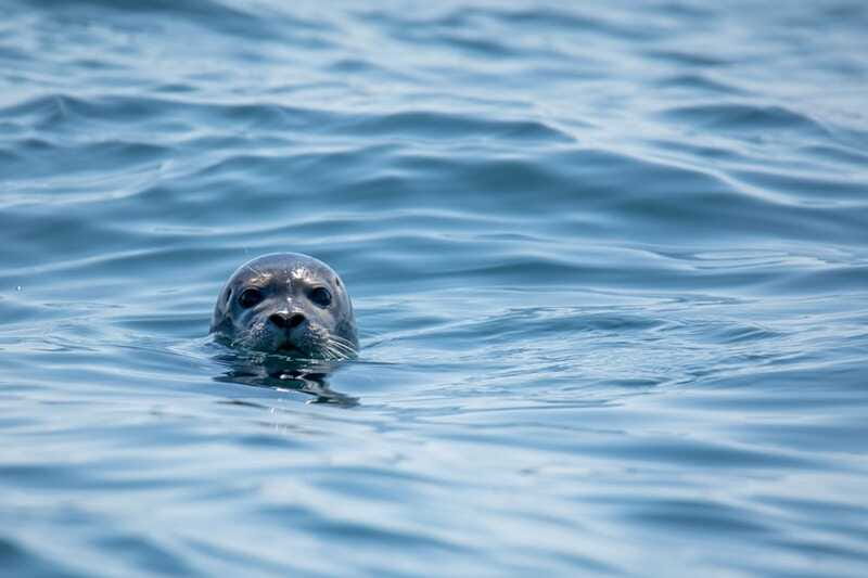 Victoria: Morning Whale-Watching Tour in Scarab Boat - Whales, Seals, and Eagles: Spotting Tactics That Actually Help