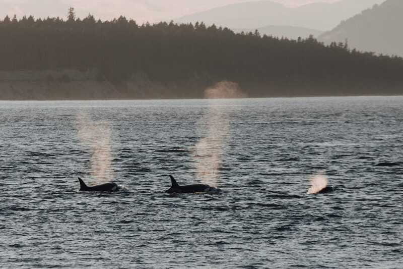 Victoria: Morning Whale-Watching Tour in Scarab Boat - Who This Tour Fits Best (and Who Might Want Something Else)