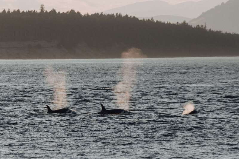 Victoria: Morning Whale-Watching Tour in Scarab Boat - Should You Book This Victoria Whale-Watching Cruise?