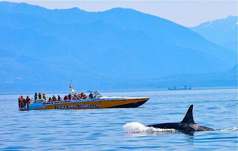 Victoria: Morning Whale-Watching Tour in Scarab Boat - Meeting Eagle Wing Tours and Planning Your 3.5 Hours