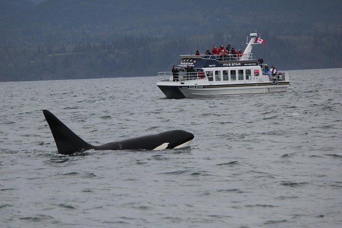 Victoria Shore Excursion: Whale-Watching Cruise with Expert Naturalist Guides - Key things I’d plan around